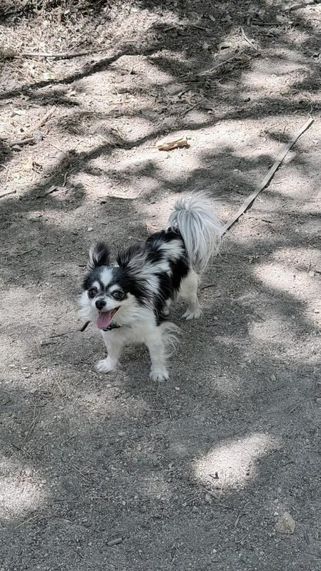 Chuppa, a small black and white Chihuahua mix, mid-stride with tongue out