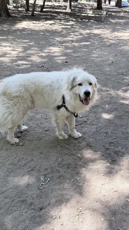 Toto, a Great Pyrenees, standing on a shaded dirt path
